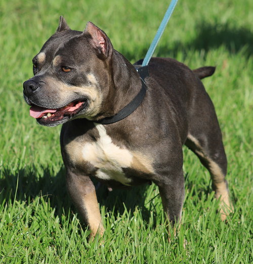 MAY (MEDICAL HOLD HWT) - American Staffordshire Terrier available for adoption