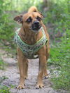 adoptable Dog in  named Brownie