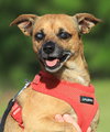Brownie - Photo 1
