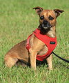 Brownie - Photo 2