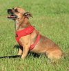 Brownie - Photo 3