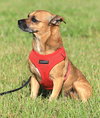Brownie - Photo 4