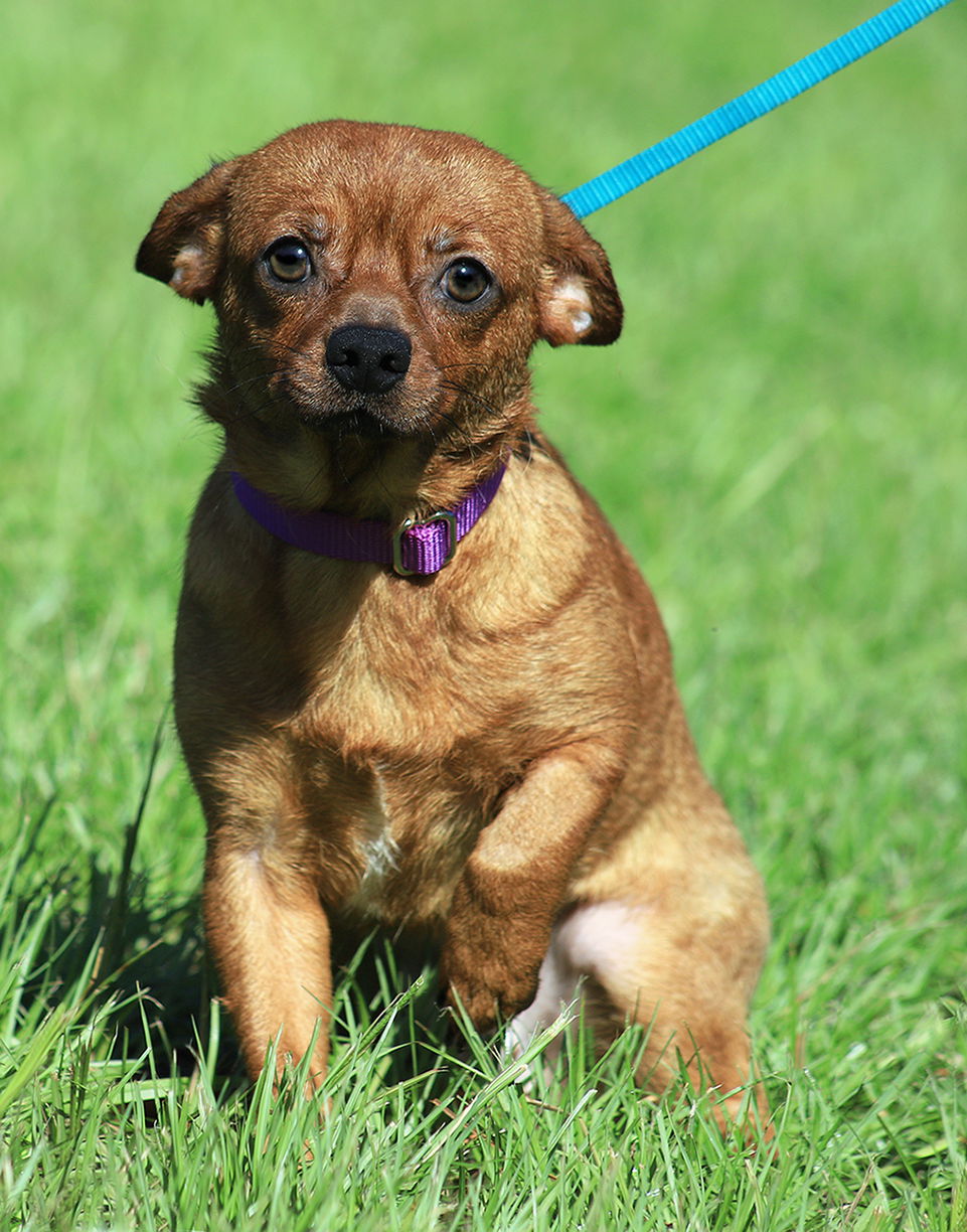 adoptable Dog in North Fort Myers, FL named Baby Girl