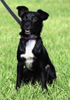 adoptable Dog in  named Tramp