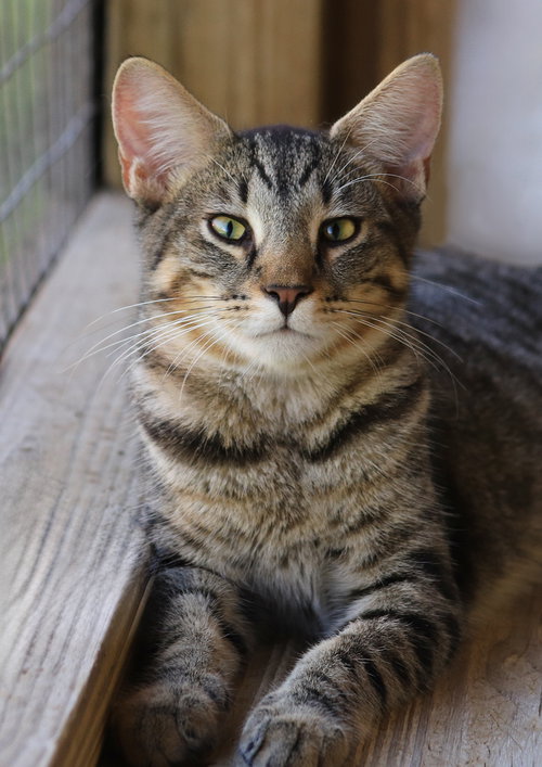 TIGER - CSC - Domestic Short Hair available for adoption