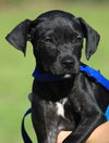 adoptable Dog in  named Destiny