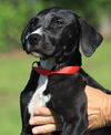 adoptable Dog in  named Desiree