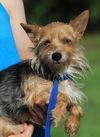 adoptable Dog in  named Knickers