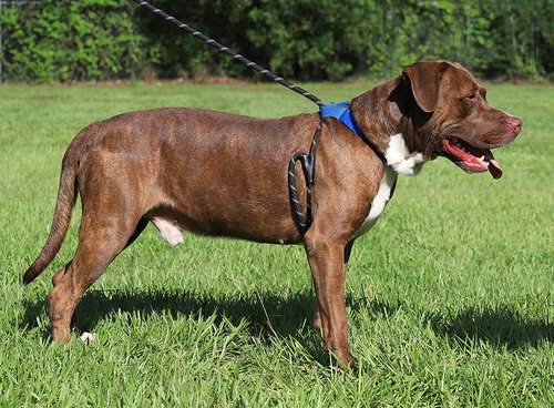 FRANK - American Pit Bull Terrier available for adoption