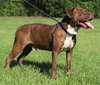 Frank - Photo 3
