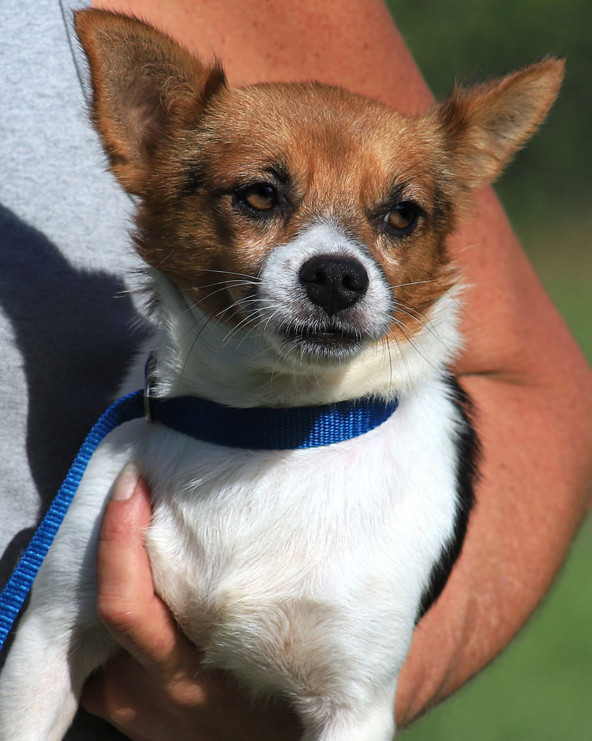 adoptable Dog in North Fort Myers, FL named Rigby