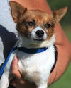 adoptable Dog in  named Rigby
