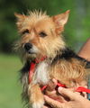 adoptable Dog in  named Snickers