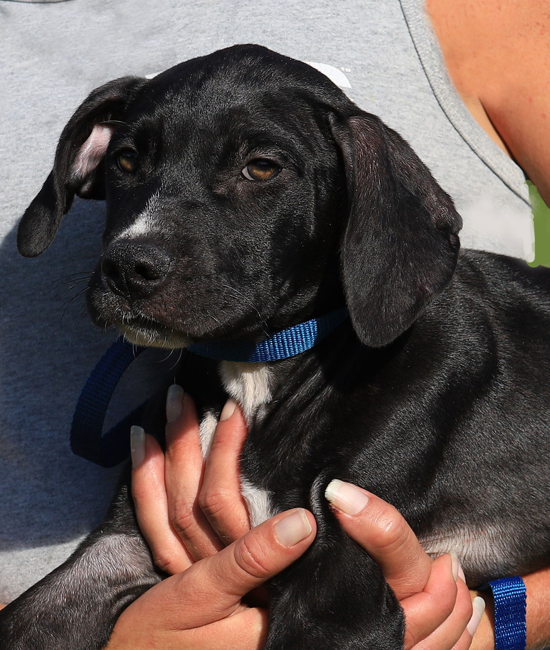 adoptable Dog in North Fort Myers, FL named Domino