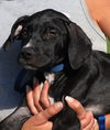 adoptable Dog in  named Domino