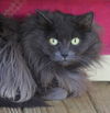 adoptable Cat in North Fort Myers, FL named Cosmella