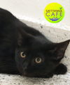 adoptable Cat in North Fort Myers, FL named Slate - CSC