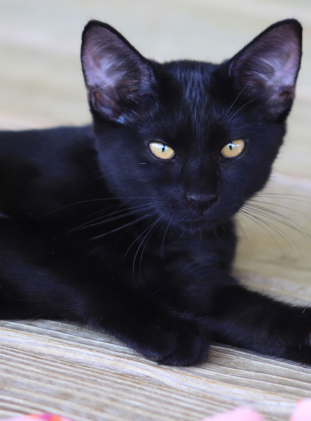 adoptable Cat in North Fort Myers, FL named Muffin