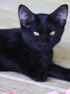 adoptable Cat in North Fort Myers, FL named Muffin