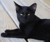 Muffin - CSC - Photo 2