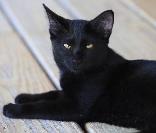 MUFFIN - CSC - Domestic Short Hair available for adoption
