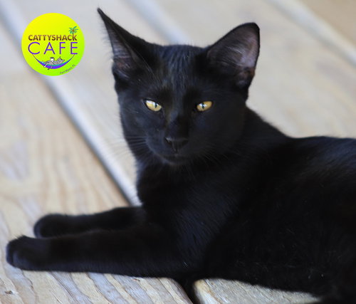 picture of the cat needing adoption