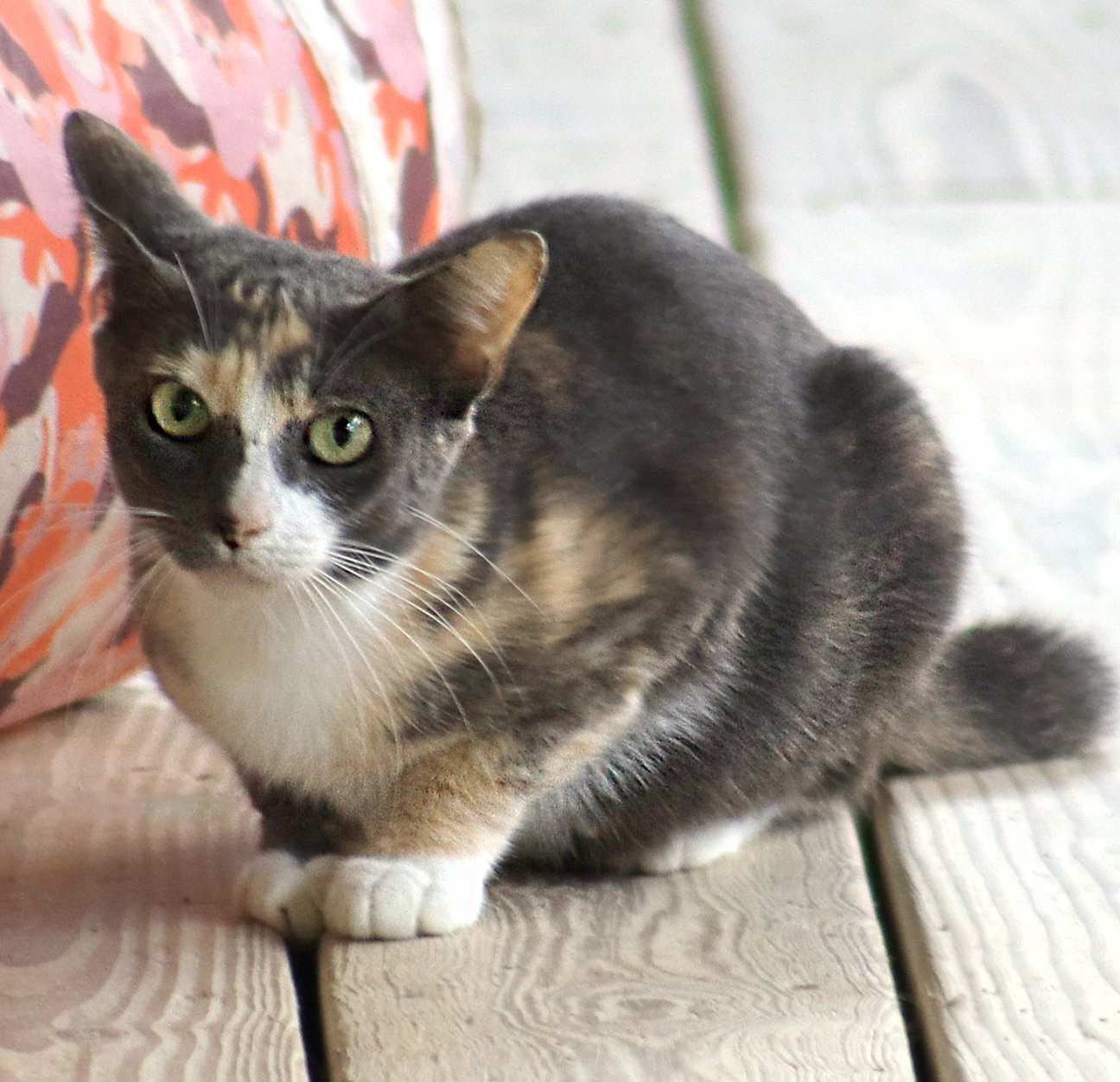 Marmalade Image