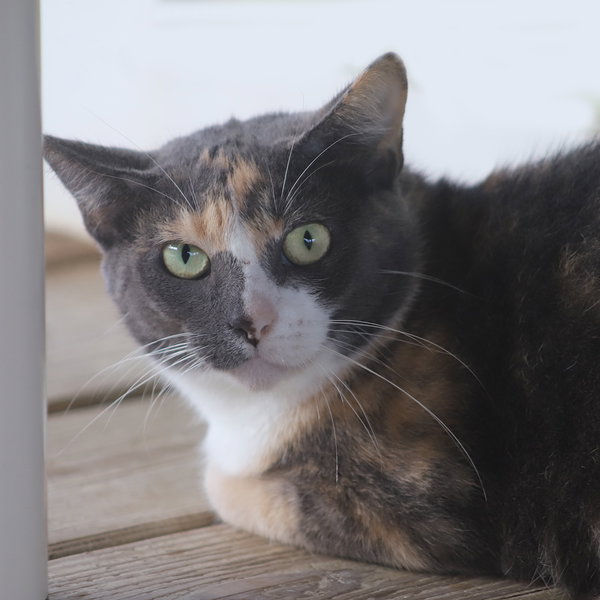 Marmalade