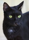 adoptable Cat in North Fort Myers, FL named Jade