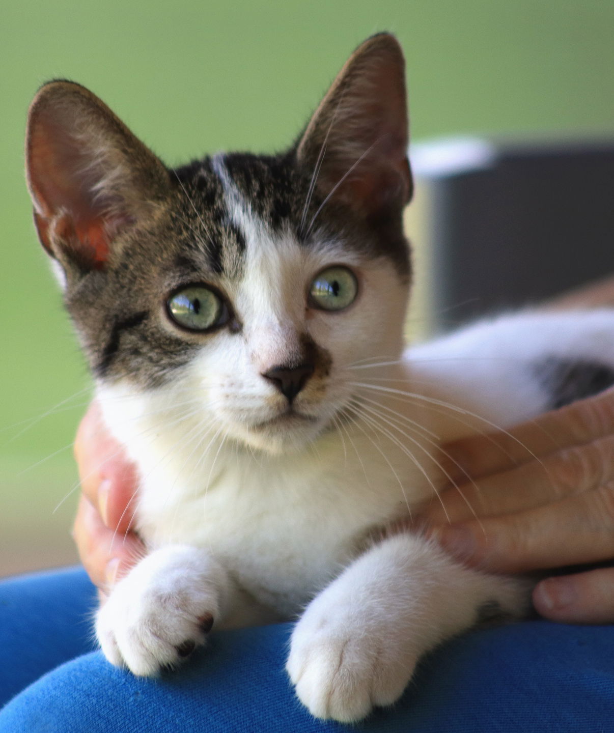 adoptable Cat in North Fort Myers, FL named Stringbean