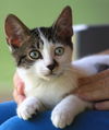 adoptable Cat in North Fort Myers, FL named Stringbean