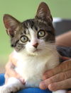 adoptable Cat in North Fort Myers, FL named Parsnip