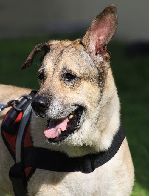 picture of the dog needing adoption