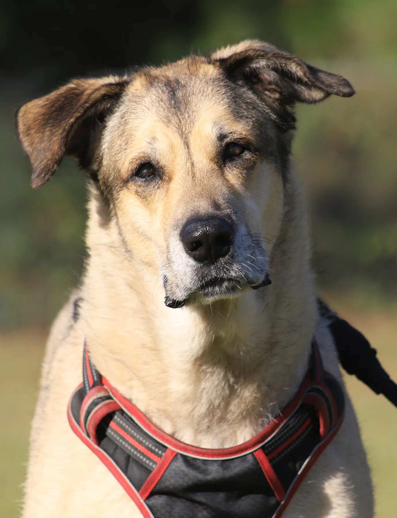 Tessa - Shepherd