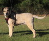 Tessa - Photo 3