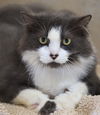 adoptable Cat in North Fort Myers, FL named Charity
