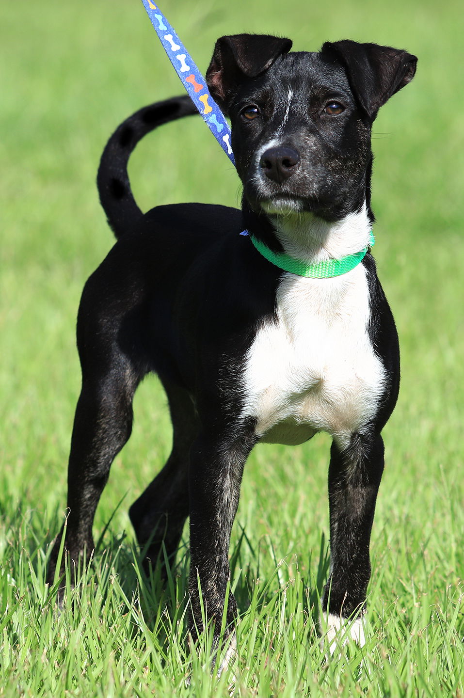 adoptable Dog in North Fort Myers, FL named Buzz