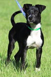 adoptable Dog in  named Buzz