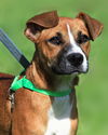 adoptable Dog in  named Jessie