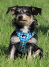 adoptable Dog in  named Ratty