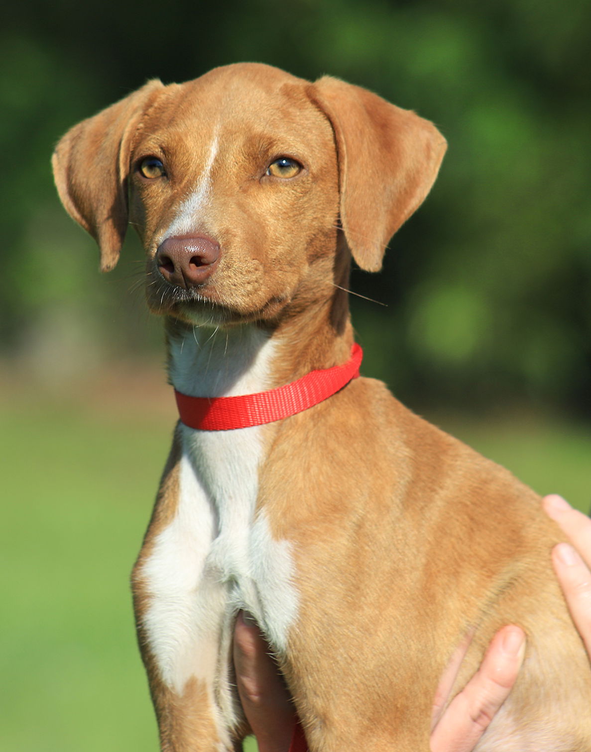 adoptable Dog in North Fort Myers, FL named Woody