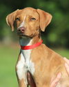 adoptable Dog in  named Woody