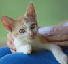 adoptable Cat in North Fort Myers, FL named Butternut