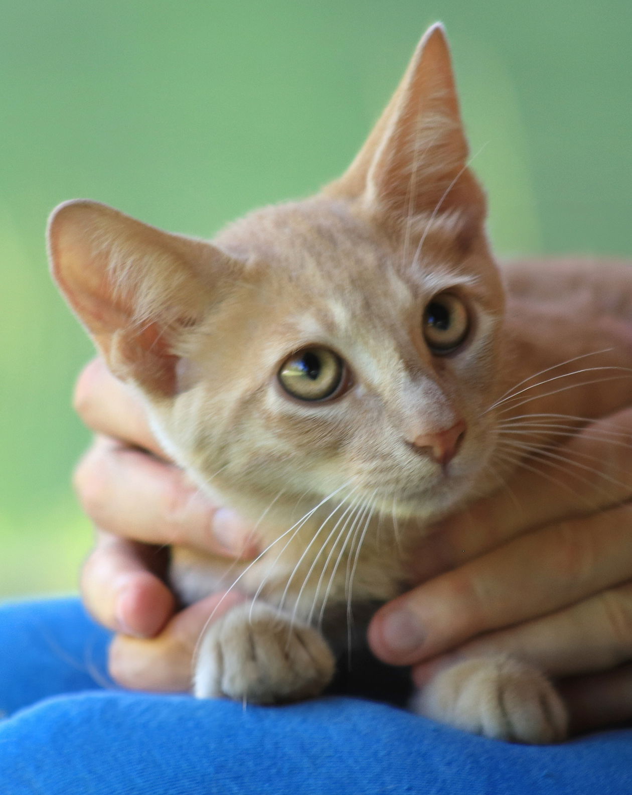 adoptable Cat in North Fort Myers, FL named Amber