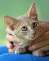 adoptable Cat in fort myers, FL named Amber