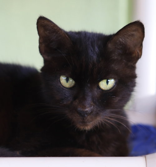 picture of the cat needing adoption