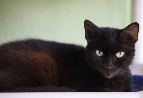 TACO - Domestic Short Hair available for adoption