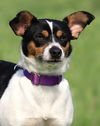 adoptable Dog in  named Scamp