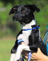 adoptable Dog in  named Ratty