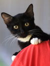 adoptable Cat in  named Twilight